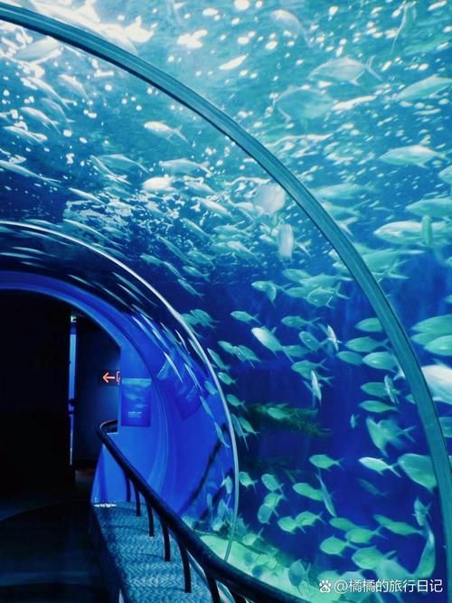上海海洋水族館的開放時間是，上海海洋水族館夜場游玩攻略
