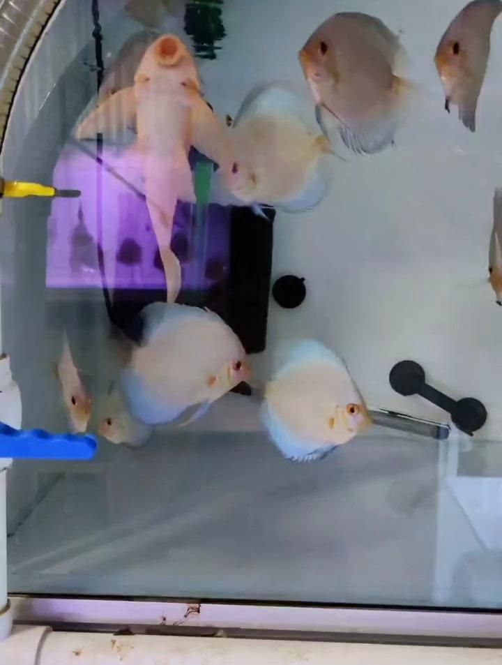 七彩神仙魚蒙眼有哪些治療方法，七彩神仙魚蒙眼怎么治療