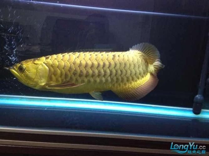 如何預防龍魚燒尾，龍魚燒尾的系統性預防指南