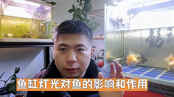 魚缸燈擺放會影響魚嗎？，燈擺放對魚的影響是一個值得探討的話題，魚缸燈擺放對魚的影響