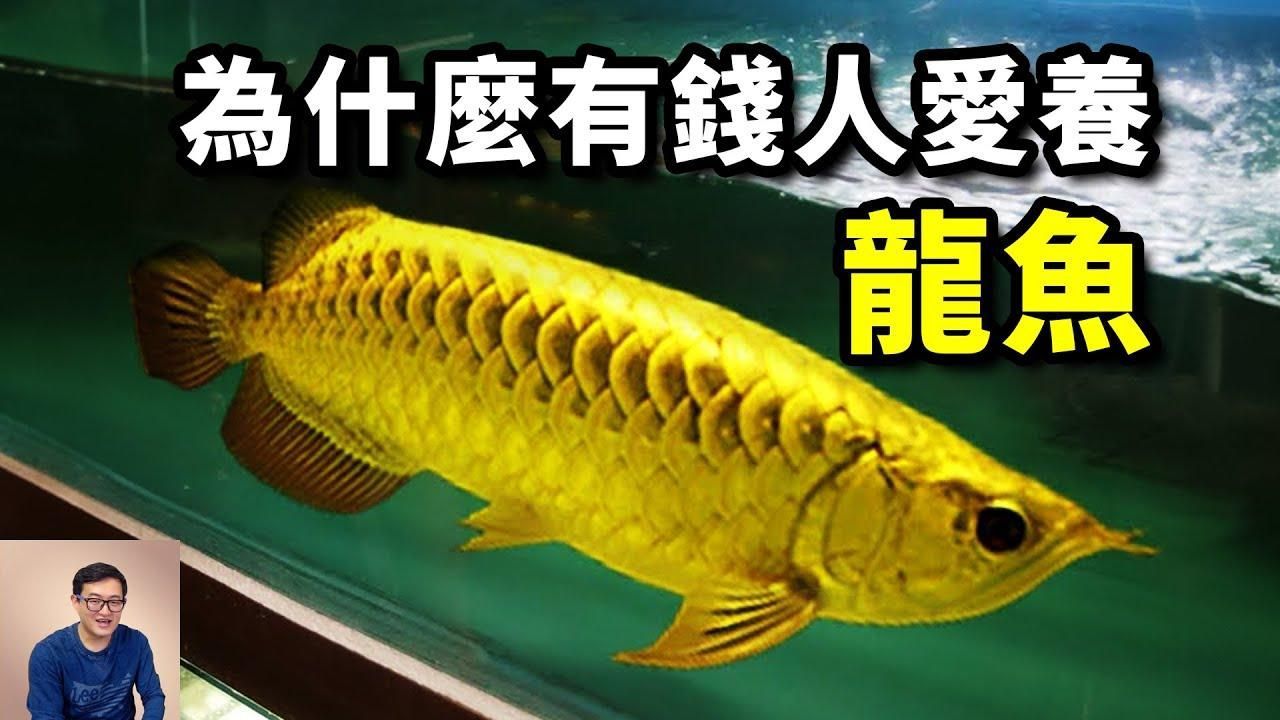 滁州龍魚與臺灣龍魚有何區(qū)別？，滁州龍魚與臺灣龍魚區(qū)別