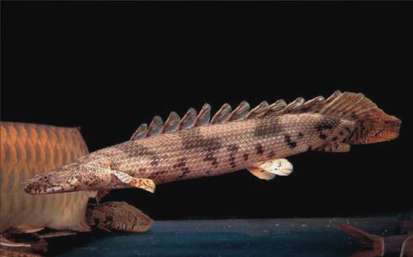 如何鑒別真假虎斑恐龍魚？，如何鑒別虎斑恐龍魚