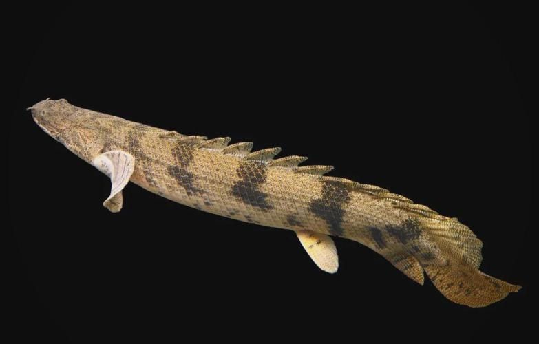 如何鑒別真假虎斑恐龍魚？，如何鑒別虎斑恐龍魚