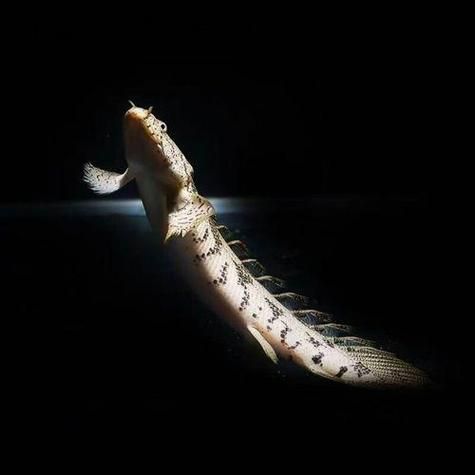 如何鑒別真假虎斑恐龍魚？，如何鑒別虎斑恐龍魚