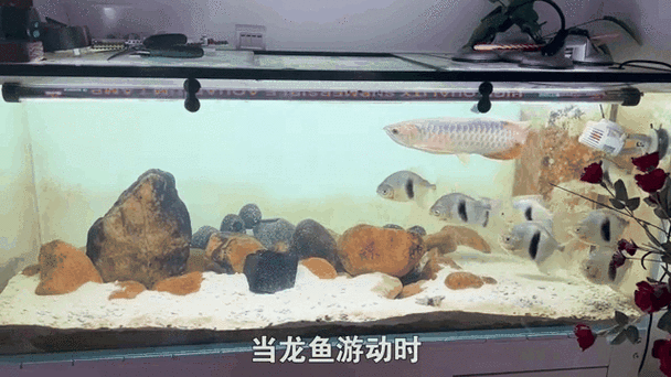 白子銀板魚和龍魚混養(yǎng)需要哪些設(shè)備，白子銀板魚與龍魚混養(yǎng)所需要的設(shè)備配置要求匯總