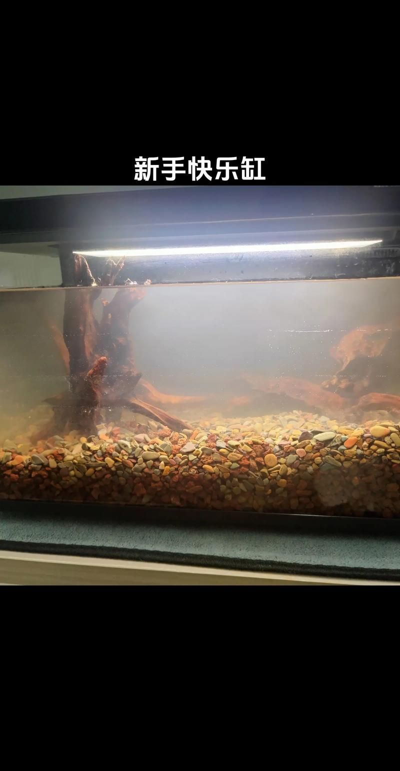 白子銀板魚和龍魚混養(yǎng)需要哪些設(shè)備，白子銀板魚與龍魚混養(yǎng)所需要的設(shè)備配置要求匯總