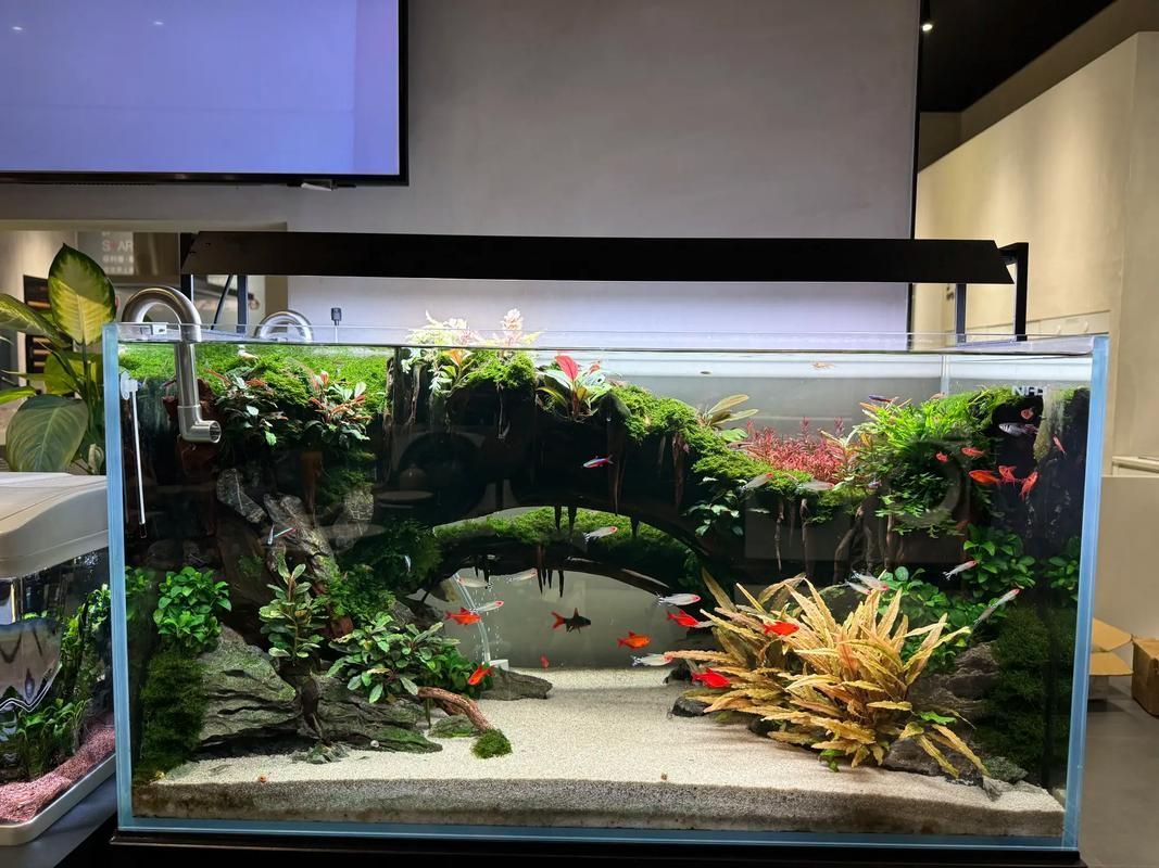 白子銀板魚和龍魚混養(yǎng)需要哪些設(shè)備，白子銀板魚與龍魚混養(yǎng)所需要的設(shè)備配置要求匯總