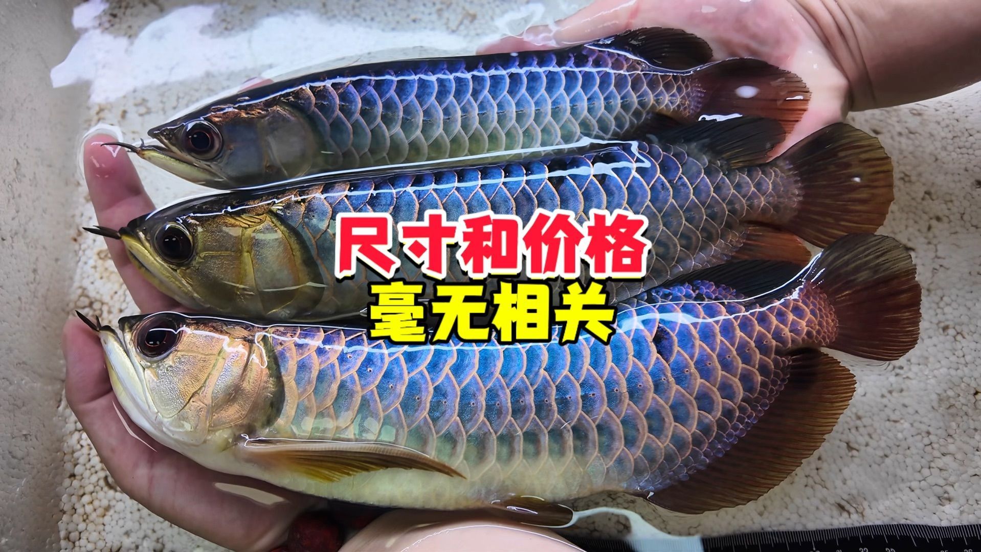 新手開龍魚店有哪些常見誤區？，新手開龍魚店常見的誤區