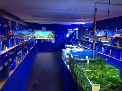新手開龍魚店有哪些常見誤區？，新手開龍魚店常見的誤區