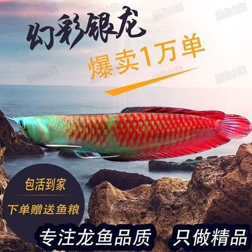 七彩銀龍魚的價格范圍是多少，七彩銀龍魚多久發色，如何判斷七彩銀龍魚的品質
