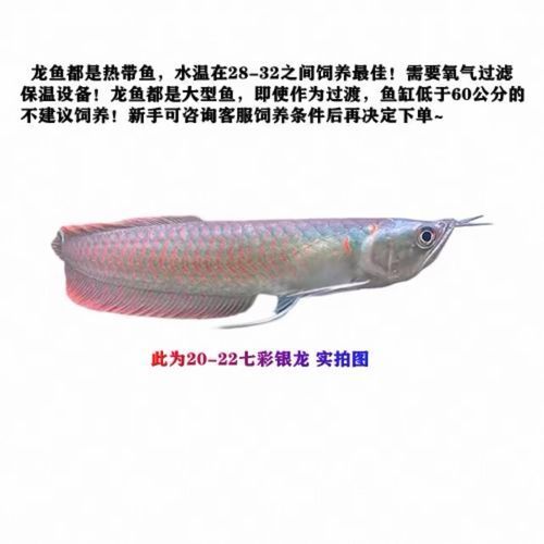 七彩銀龍魚的價格范圍是多少，七彩銀龍魚多久發色，如何判斷七彩銀龍魚的品質