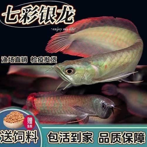 七彩銀龍魚的價格范圍是多少，七彩銀龍魚多久發色，如何判斷七彩銀龍魚的品質