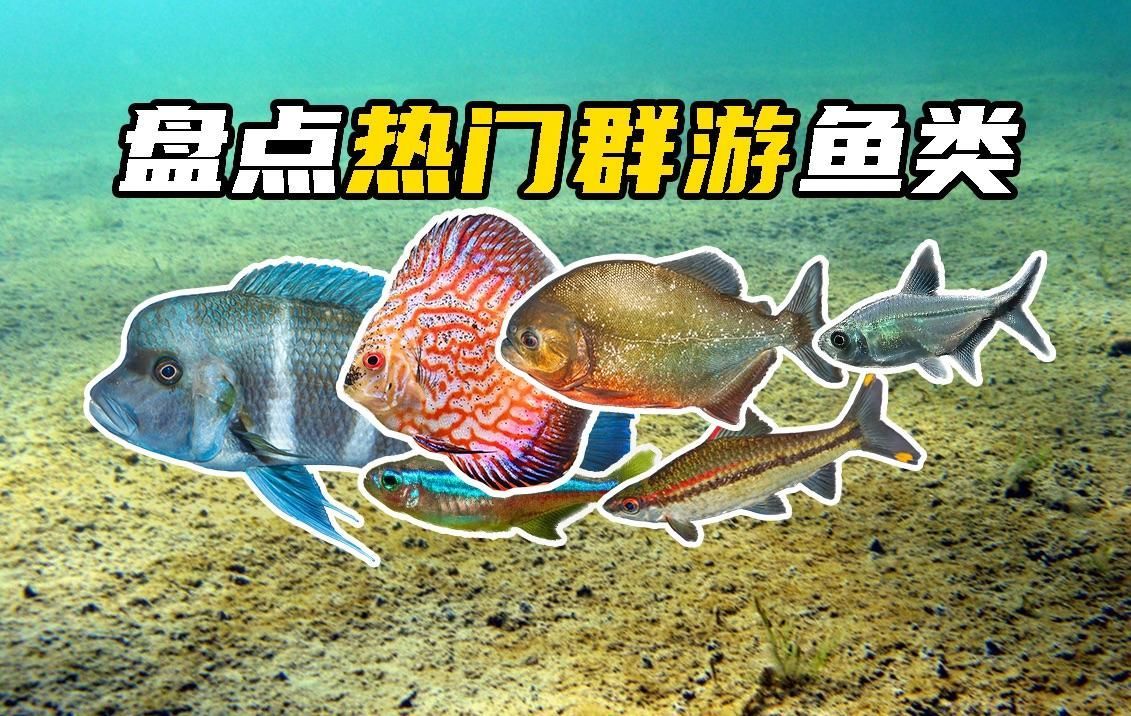 有哪些品種的魚適合群養，如何選擇一些適合群養的魚類品種