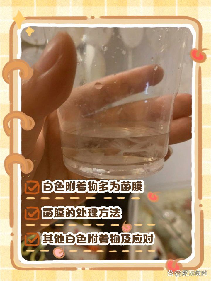 魚缸中白色絮狀物會自行消失嗎？，魚缸中白色絮狀物會自行消失嗎，如何預防魚缸中的白色絮狀物