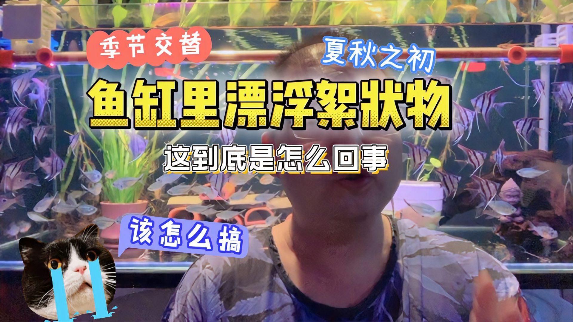 魚缸中白色絮狀物會自行消失嗎？，魚缸中白色絮狀物會自行消失嗎，如何預防魚缸中的白色絮狀物