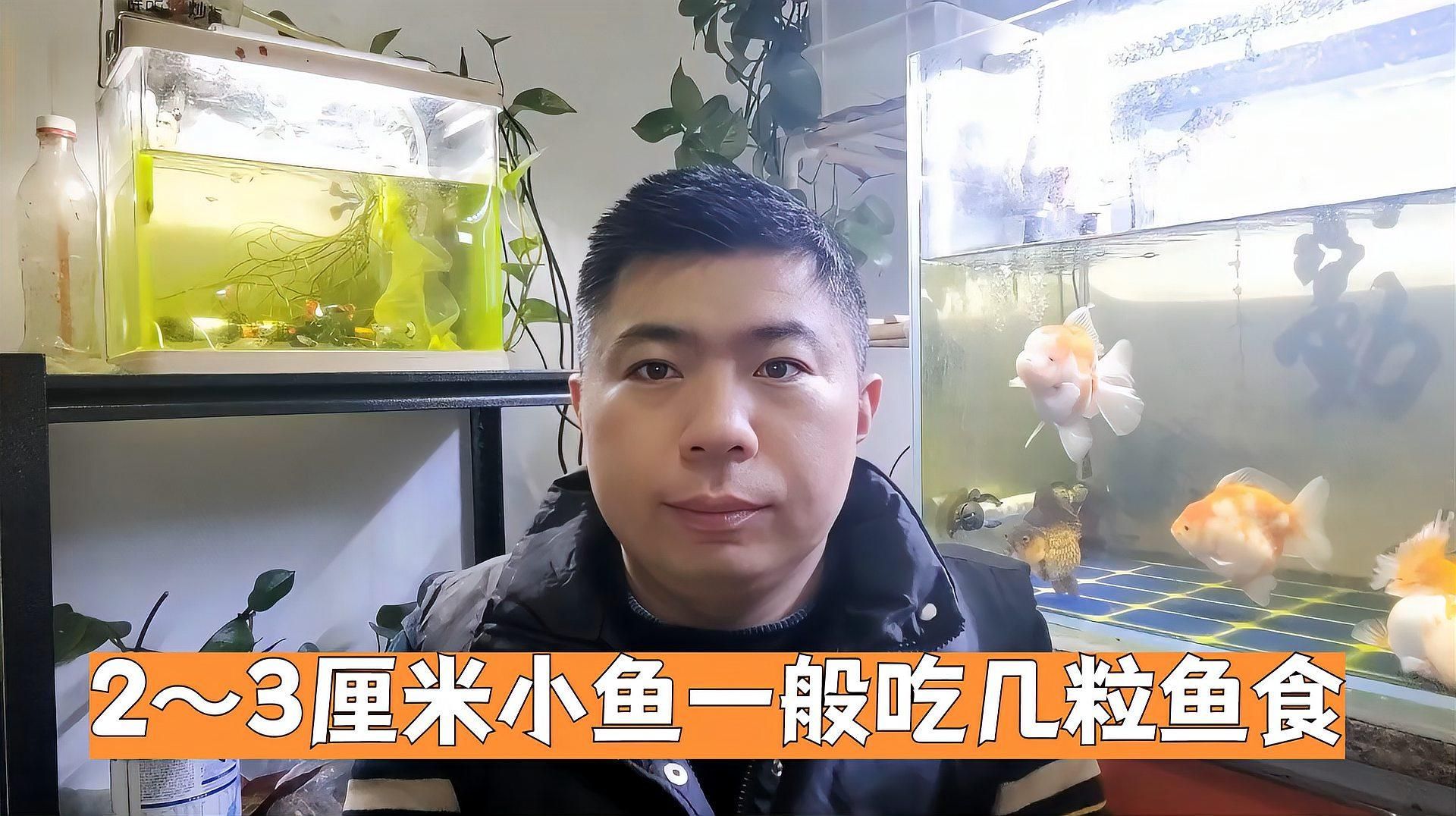 2～3厘米小魚一天喂幾次，2～3厘米小魚一般吃幾粒魚食