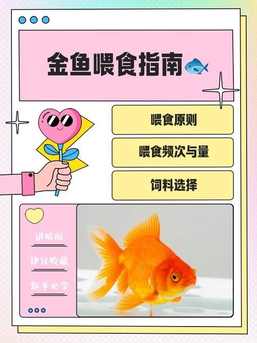 除了上述食物，金龍魚還能吃什么？，金龍魚weekly喂食計(jì)劃表