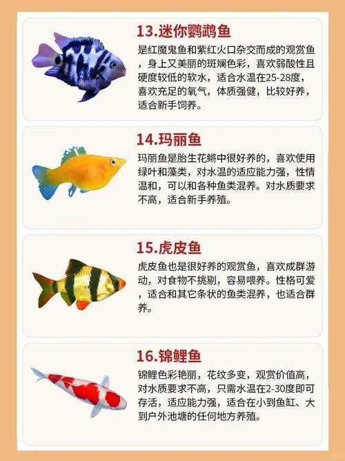 除了上述食物，金龍魚還能吃什么？，金龍魚weekly喂食計(jì)劃表