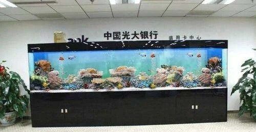 龍魚魚缸最佳材質是什么，龍魚飼養魚缸選擇全攻略