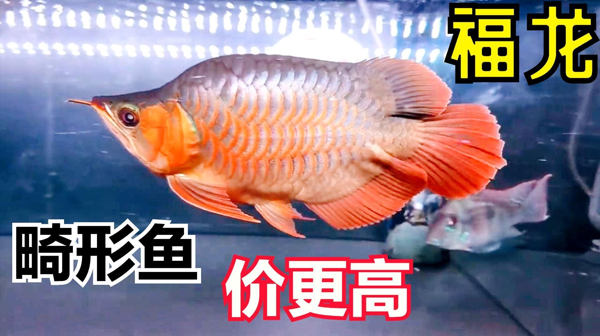 福龍魚有哪些獨特的特征？，福龍魚為什么被稱為“福龍皇”？