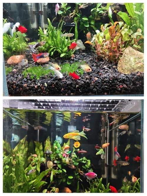 給我推薦幾款適合兇猛魚的魚缸，為兇猛魚選擇合適的魚缸時(shí)，您需要考慮到幾個(gè)關(guān)鍵因素