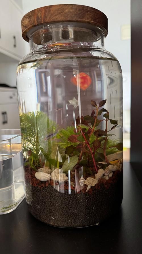 給我推薦幾款適合兇猛魚的魚缸，為兇猛魚選擇合適的魚缸時(shí)，您需要考慮到幾個(gè)關(guān)鍵因素