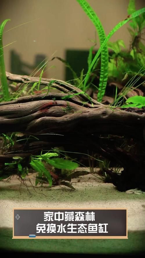 給我推薦幾款適合兇猛魚的魚缸，為兇猛魚選擇合適的魚缸時(shí)，您需要考慮到幾個(gè)關(guān)鍵因素