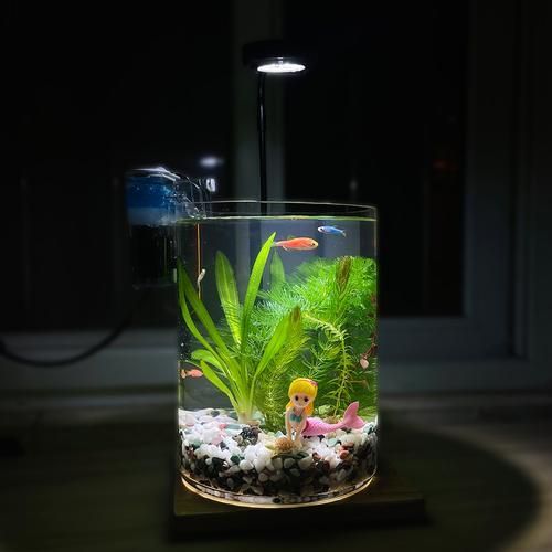 給我推薦幾款適合兇猛魚的魚缸，為兇猛魚選擇合適的魚缸時(shí)，您需要考慮到幾個(gè)關(guān)鍵因素