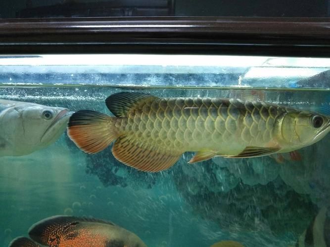 大田龍魚的市場需求如何？，大田龍魚的市場需求