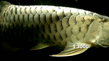 動態紅龍魚壁紙推薦，動態紅龍魚壁紙 動態紅龍魚壁紙推薦，動態紅龍魚壁紙 龍魚百科 第10張