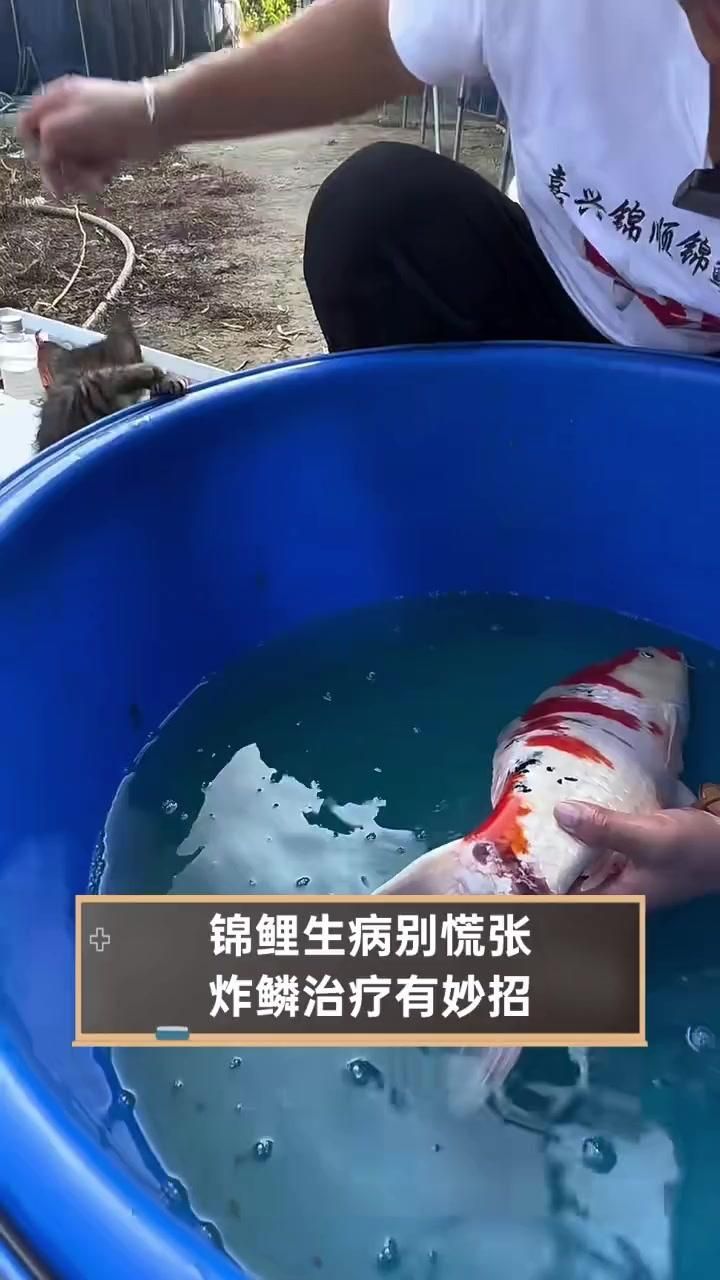 錦鯉炸鱗最快解決方法，錦鯉炸鱗應(yīng)急處理清單