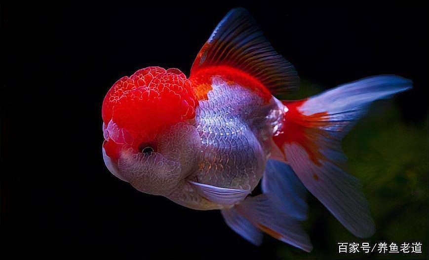如何區(qū)分龍魚是否感染水霉病或白點(diǎn)病？，關(guān)于龍魚感染水霉病與白點(diǎn)病