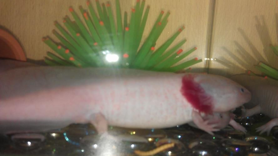 如何區(qū)分龍魚是否感染水霉病或白點(diǎn)病？，關(guān)于龍魚感染水霉病與白點(diǎn)病