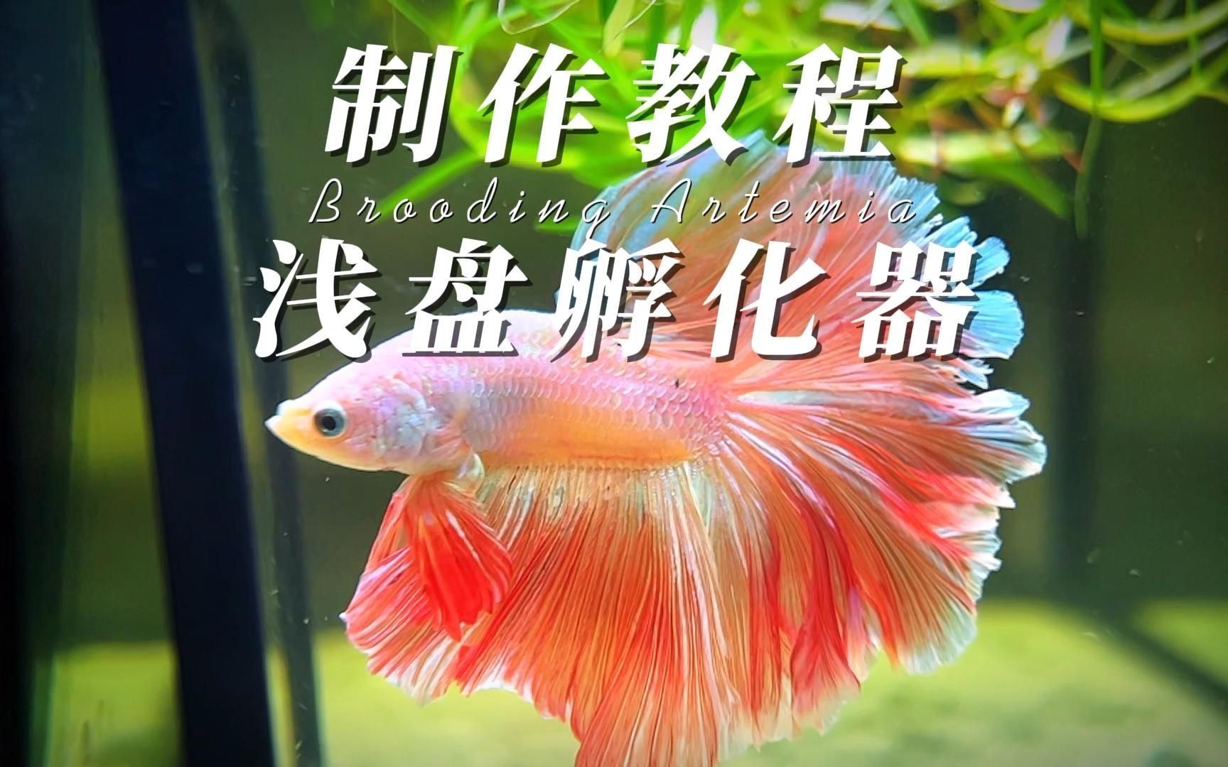 豐年蝦無(wú)節(jié)幼體如何孵化，豐年蝦無(wú)節(jié)幼體多久不進(jìn)食，