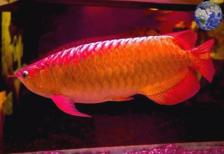 哪個品種的紅龍魚發色效果最好，什么品種的紅龍魚發色效果最好