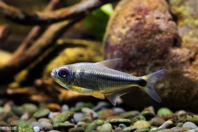 龍魚立鱗最怕三個(gè)藥物，“龍魚立鱗最怕三個(gè)藥物脫落甚至全缸死亡