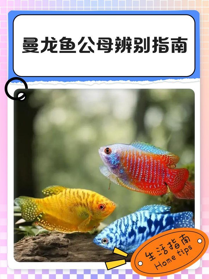 如何區分曼龍魚的公母，如何區分曼龍魚公母