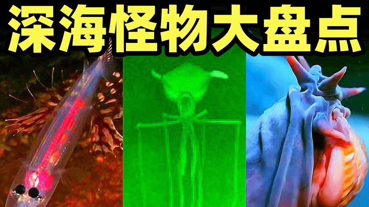 海洋不明生物中哪個最具有研究價值，格陵蘭鯊魚的研究