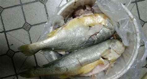 如何判斷龍魚是否需要換飼料？，**觀察龍魚需要換飼料主要依據以下幾個方面