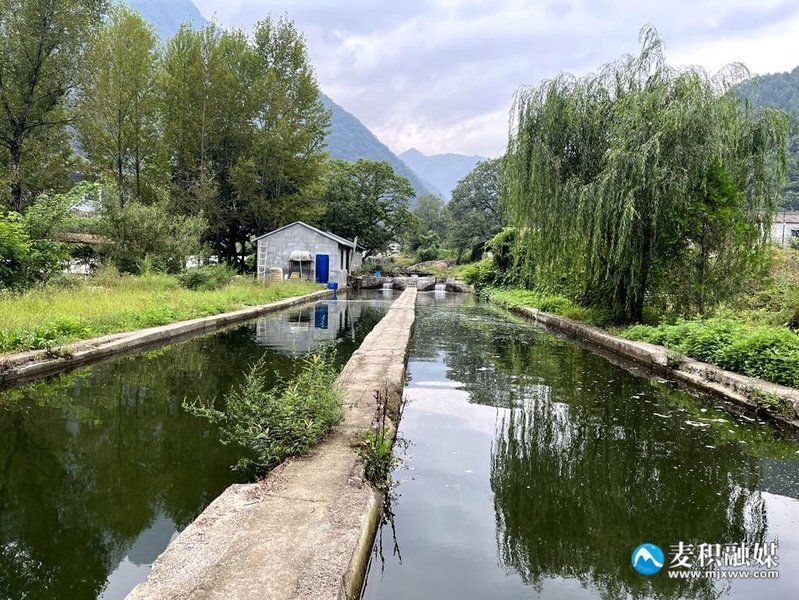 麥積龍魚的營養(yǎng)價(jià)值，甘肅天水麥積山地區(qū)養(yǎng)殖冷水魚（虹鱒/金鱒）的營養(yǎng)數(shù)據(jù)