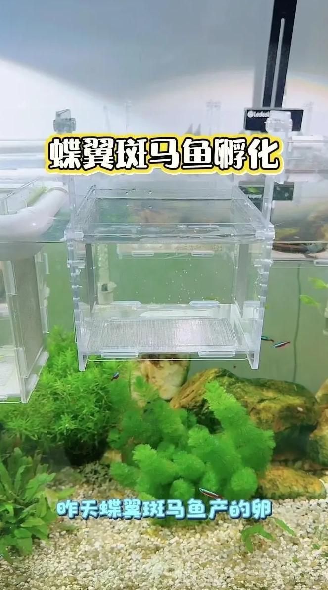 斑馬魚(yú)繁殖后如何護(hù)理，斑馬魚(yú)繁殖后的護(hù)理時(shí)間表，新手必看，