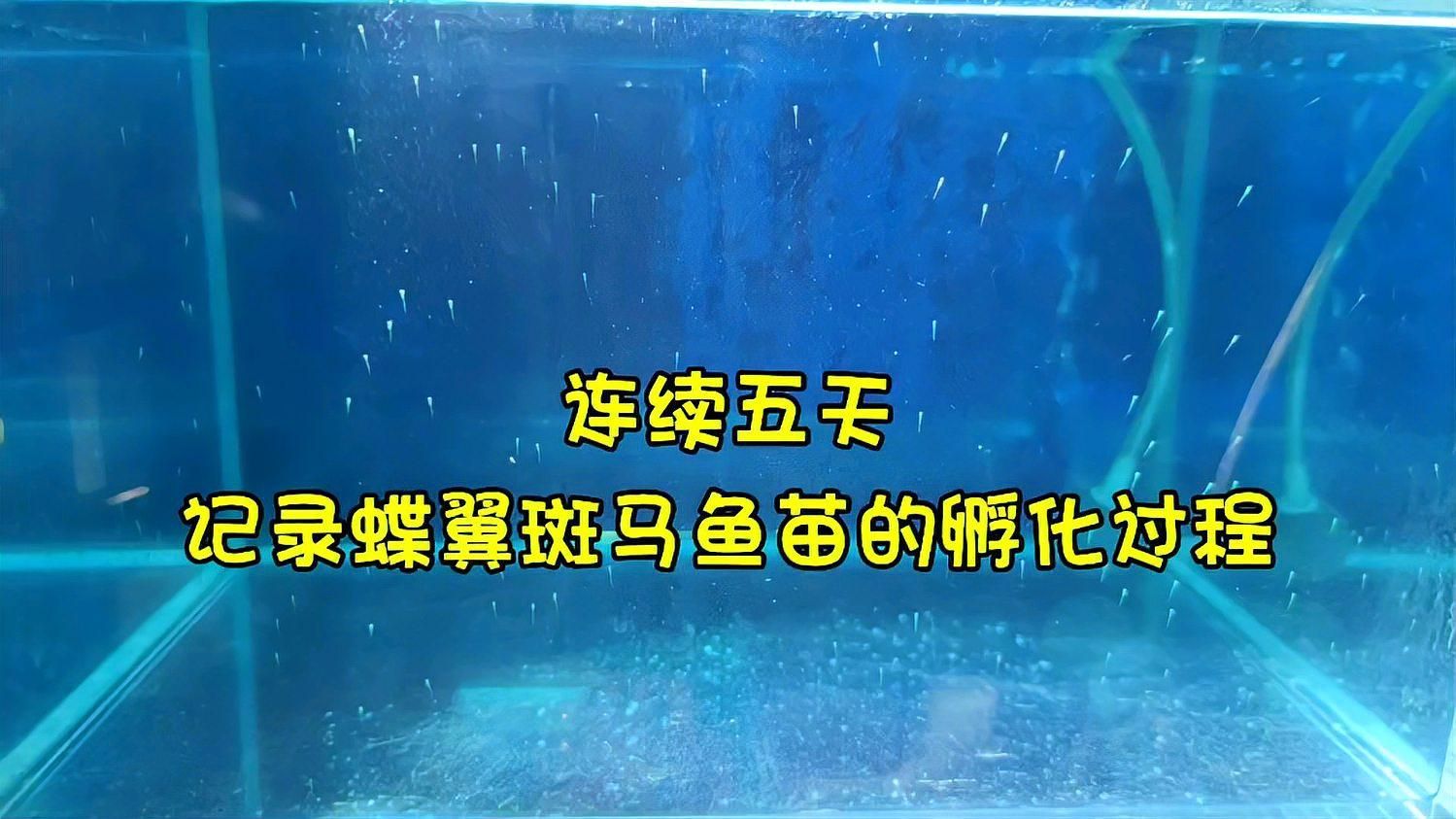 斑馬魚(yú)繁殖后如何護(hù)理，斑馬魚(yú)繁殖后的護(hù)理時(shí)間表，新手必看，