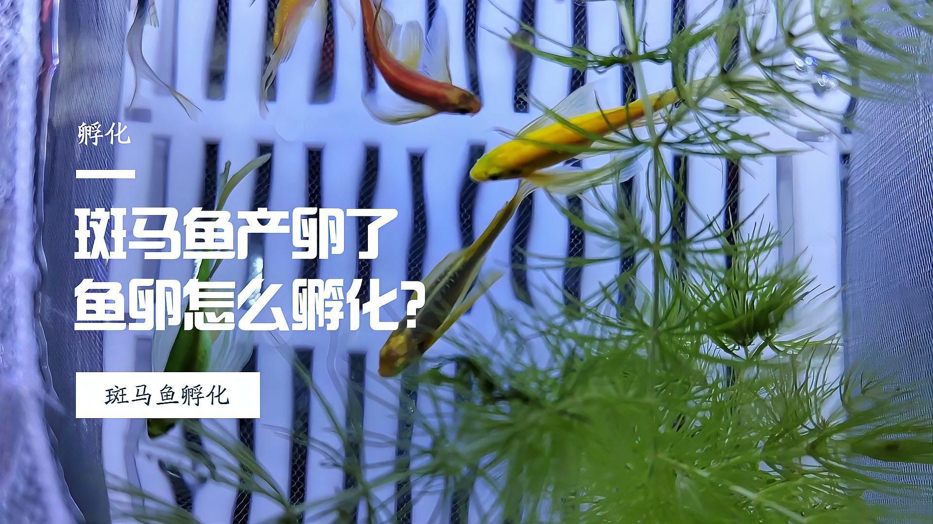 斑馬魚(yú)繁殖后如何護(hù)理，斑馬魚(yú)繁殖后的護(hù)理時(shí)間表，新手必看，