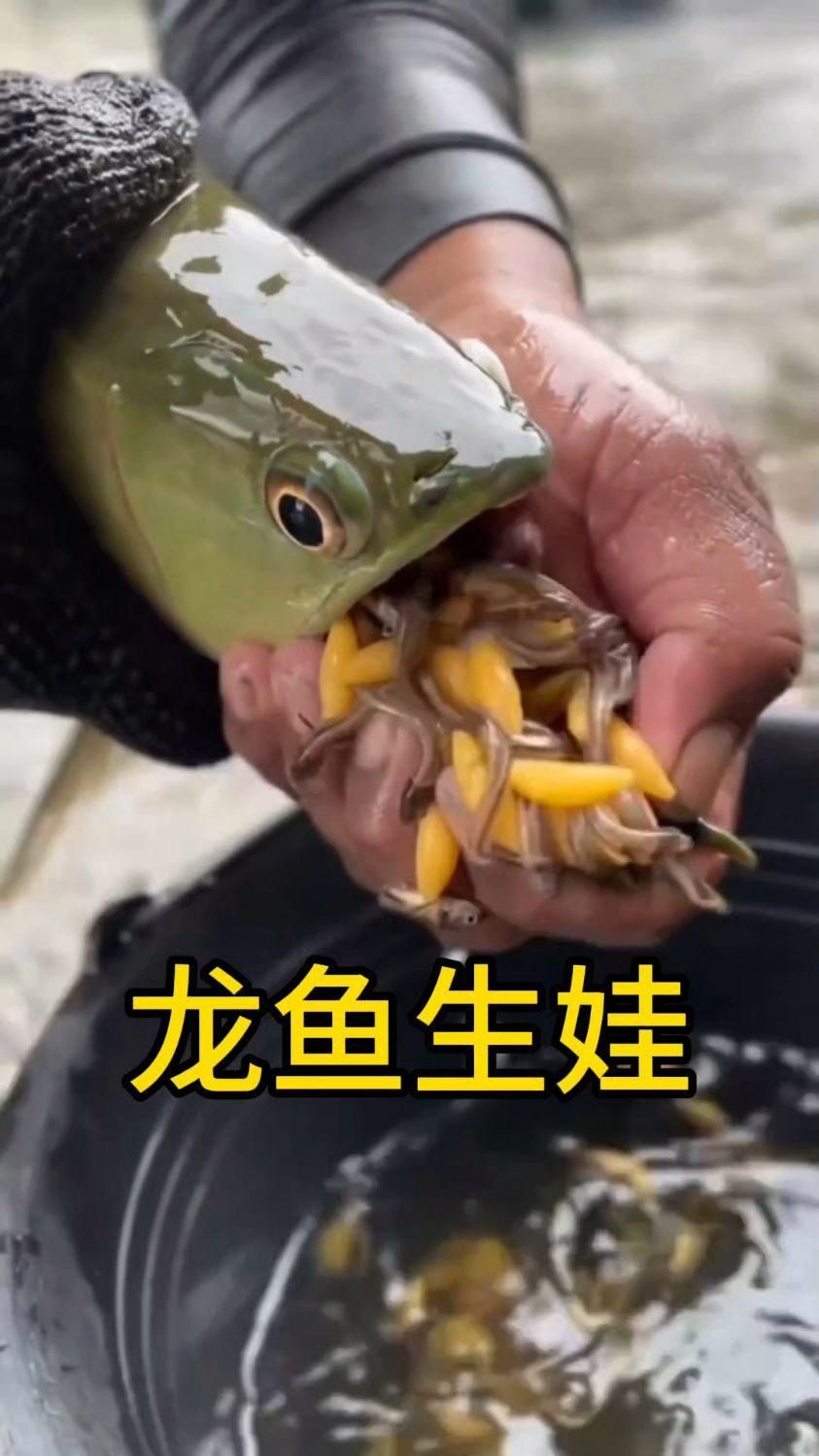 新林龍魚的繁殖方法是什么？，新林龍魚的繁殖方法 新林龍魚的繁殖方法是什么？，新林龍魚的繁殖方法 龍魚百科 第1張