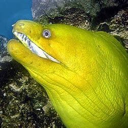 給我一張龍魚嘴巴的圖片，神秘的淡水觀賞魚龍魚嘴巴的詳細解析（約1000字）