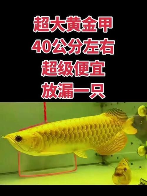 40cm金龍魚多少錢，40cm金龍魚的價(jià)格