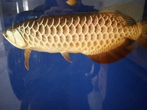 40cm金龍魚多少錢，40cm金龍魚的價(jià)格