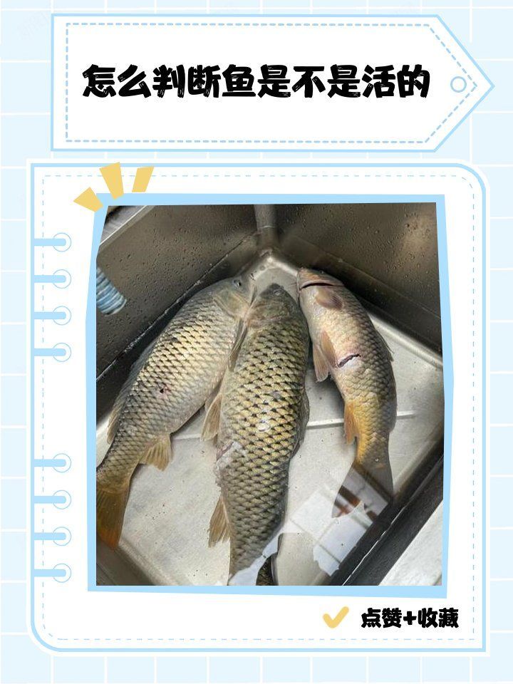 如何判斷魚是否還活著，如何判斷魚是否還活著，如何判斷魚是否還活著的方法