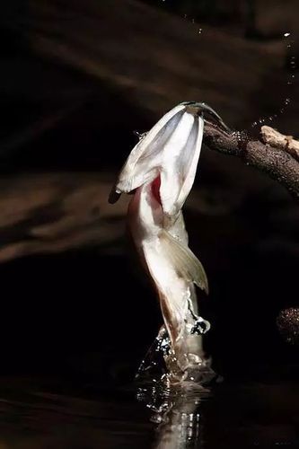 能否提供更多關于龍魚的活動信息，pubmed觀賞魚中的“龍魚”活動場景圖文并茂