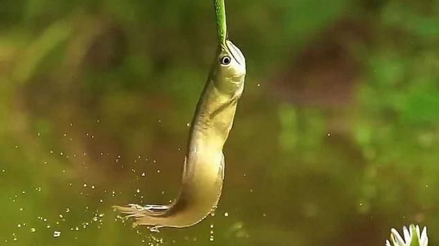 能否提供更多關于龍魚的活動信息，pubmed觀賞魚中的“龍魚”活動場景圖文并茂